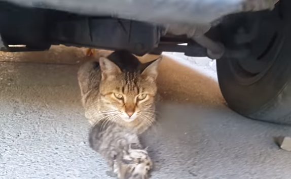 chatte pleure sous voiture serrant corps bebe decede