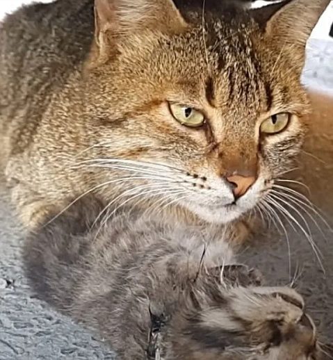 chatte pleure sous voiture serrant corps bebe decede
