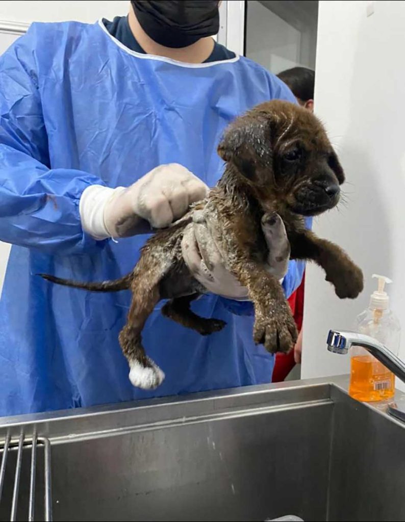 chiots secourus couverts huile transforment retrouvent leur joie