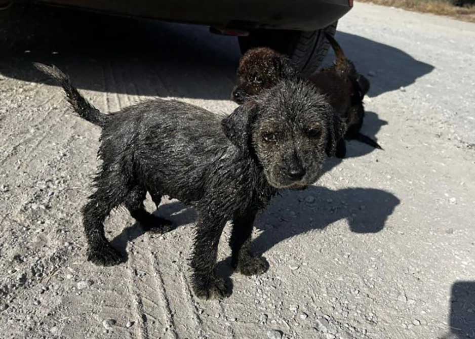 chiots secourus couverts huile transforment retrouvent leur joie