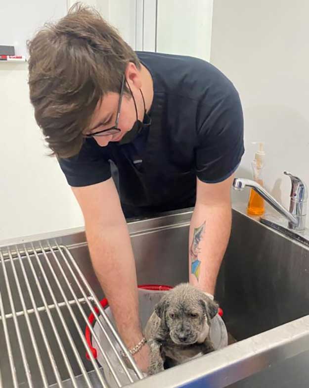 chiots secourus couverts huile transforment retrouvent leur joie