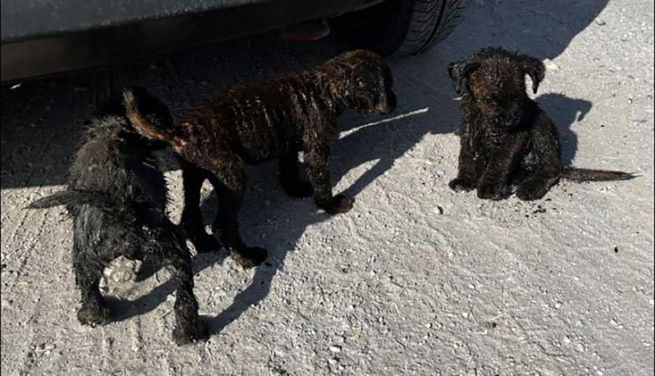 chiots secourus couverts huile transforment retrouvent leur joie