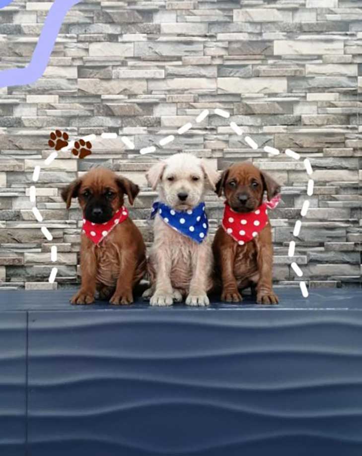 chiots secourus couverts huile transforment retrouvent leur joie