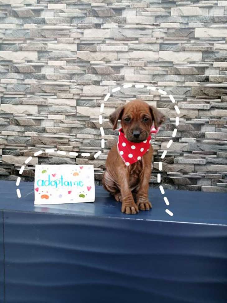 chiots secourus couverts huile transforment retrouvent leur joie