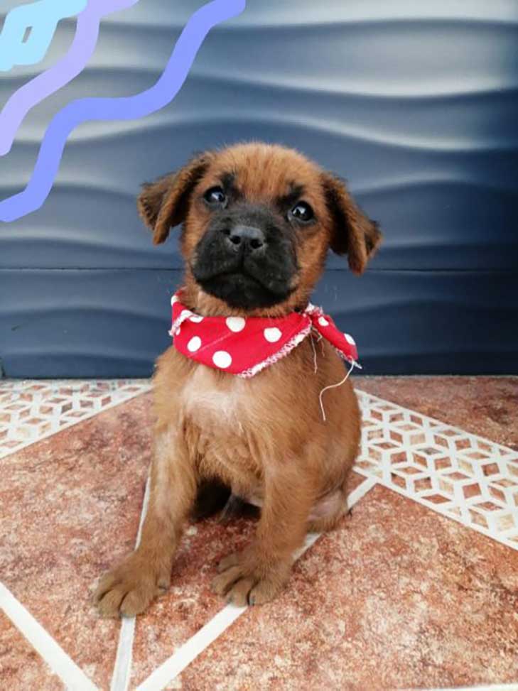 chiots secourus couverts huile transforment retrouvent leur joie