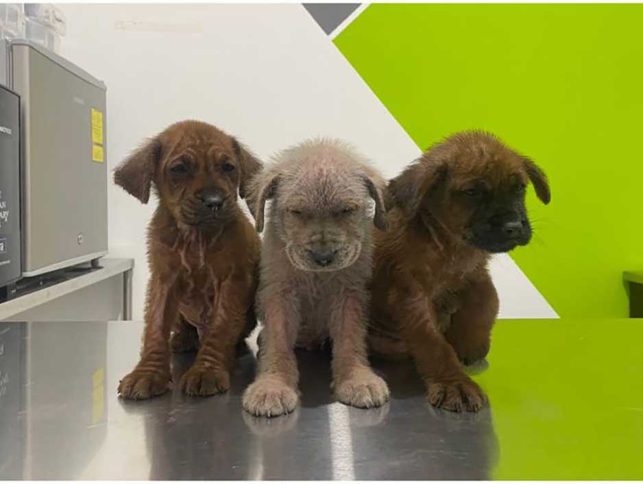 chiots secourus couverts huile transforment retrouvent leur joie