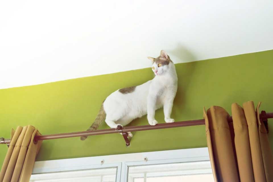 empêcher chat grimper meubles