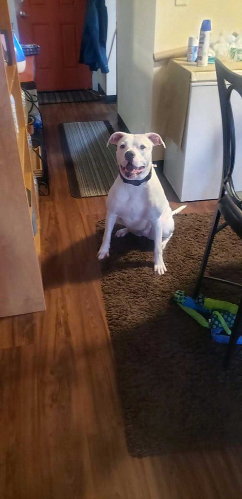 grande mère nana routine douce gater petit chien bien aime