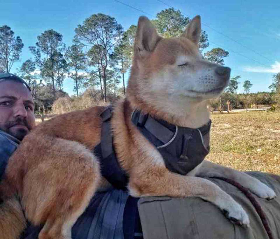 homme fait randonnee chienne aveugle aider retrouver confiance