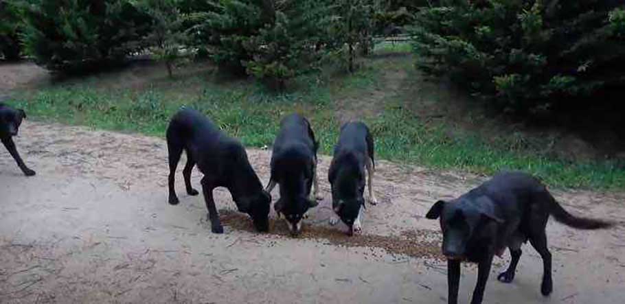 mere chien ne voulait pas manger sans chiots emmene benevole place
