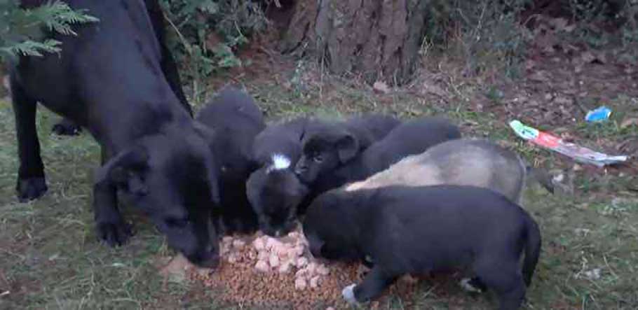 mere chien ne voulait pas manger sans chiots emmene benevole place