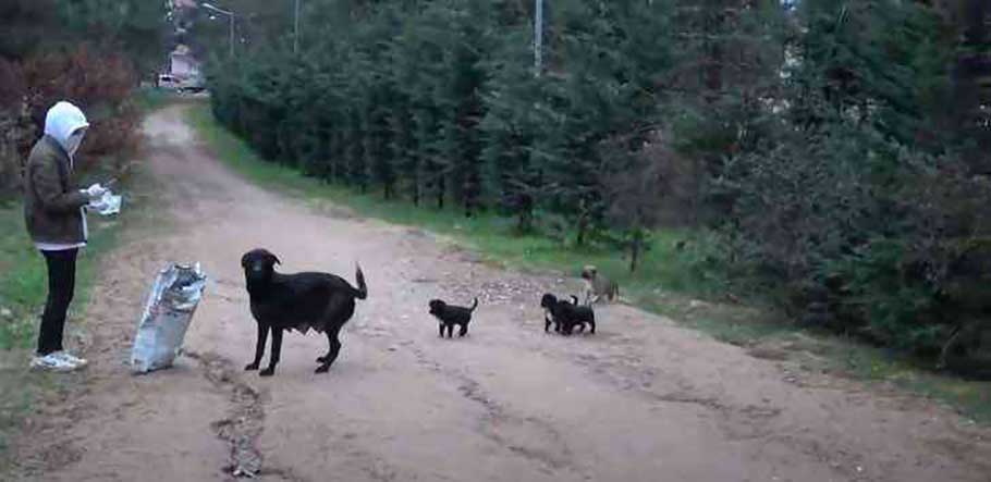mere chien ne voulait pas manger sans chiots emmene benevole place