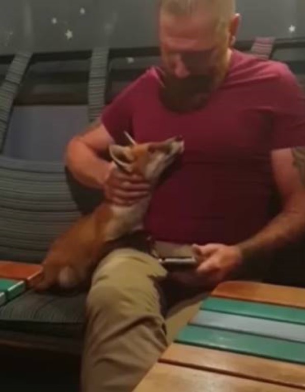 renard approche homme demander amour