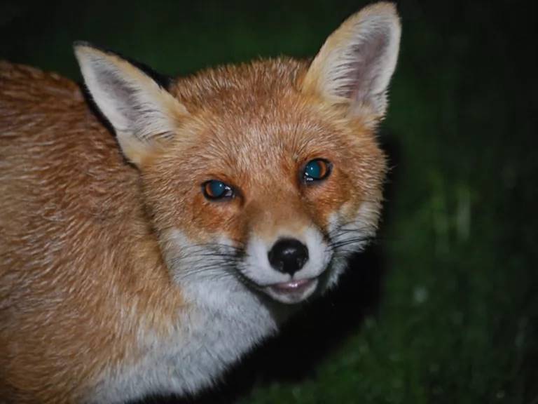 renard approche homme demander amour