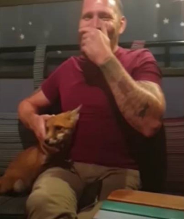 renard approche homme demander amour