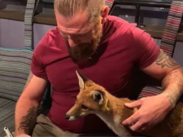 renard approche homme demander amour