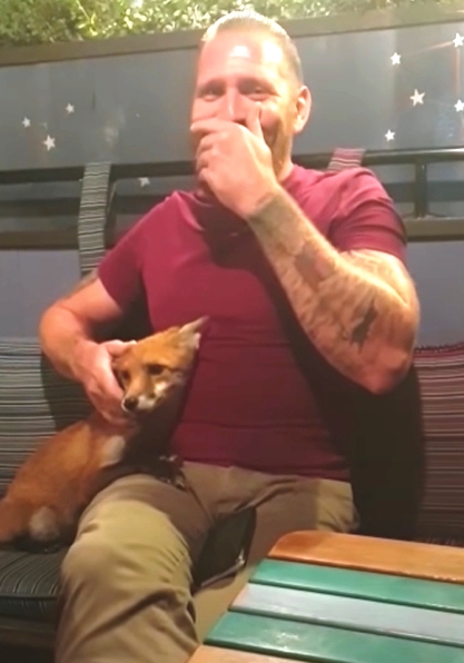 renard approche homme demander amour