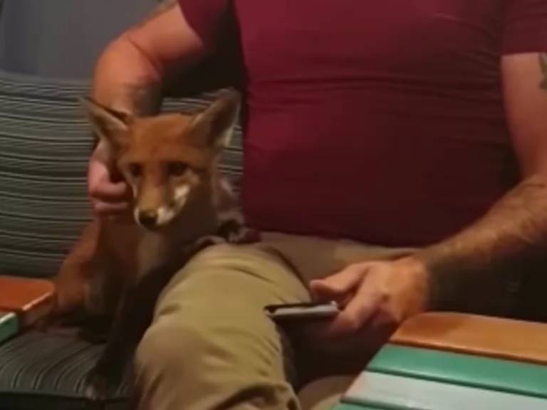 renard approche homme demander amour