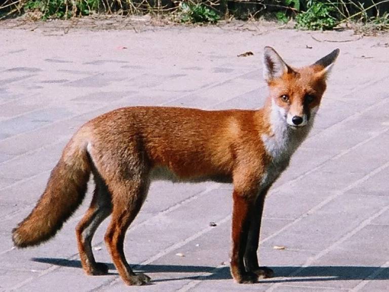 renard approche homme demander amour