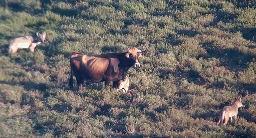 vache tente proteger petit veau meute loups