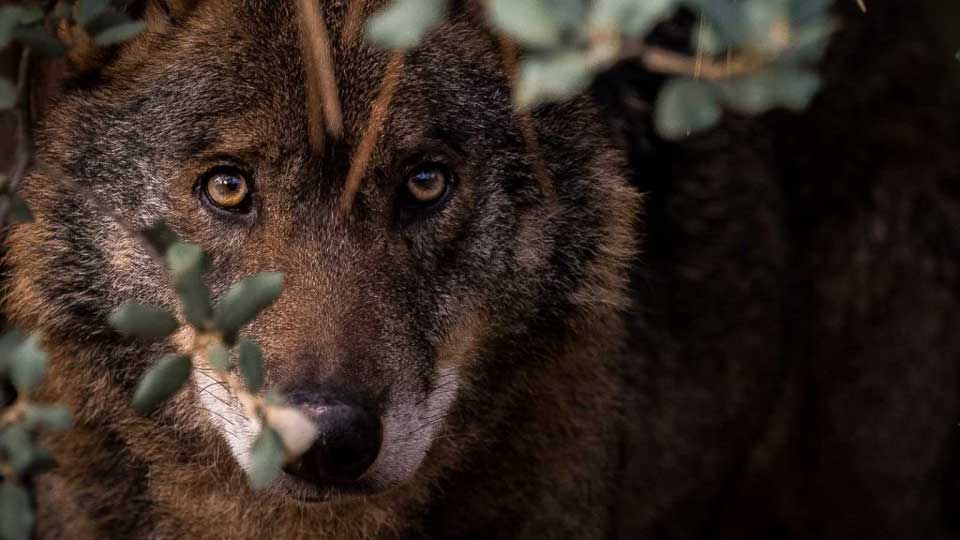 vache tente proteger petit veau meute loups