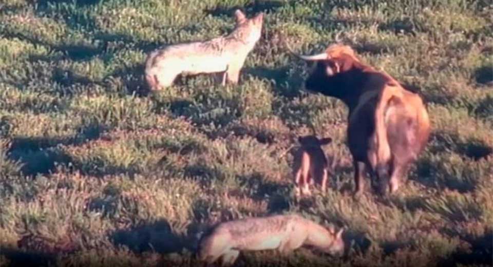 vache tente proteger petit veau meute loups