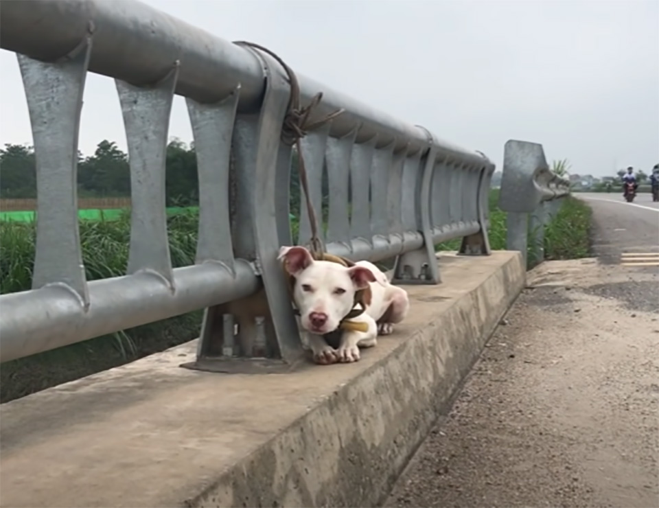chien abandonne pont route frequentee apprend aimer gens