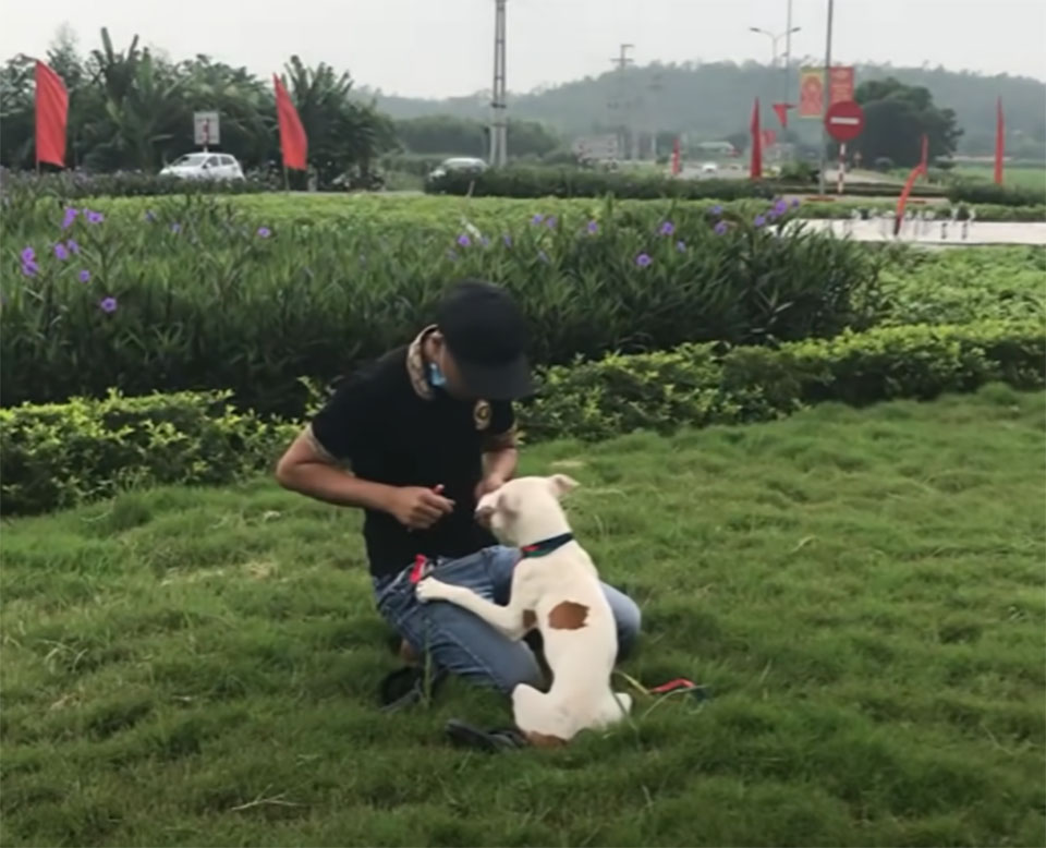 chien abandonne pont route frequentee apprend aimer gens