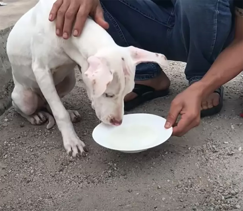 chien abandonne pont route frequentee apprend aimer gens