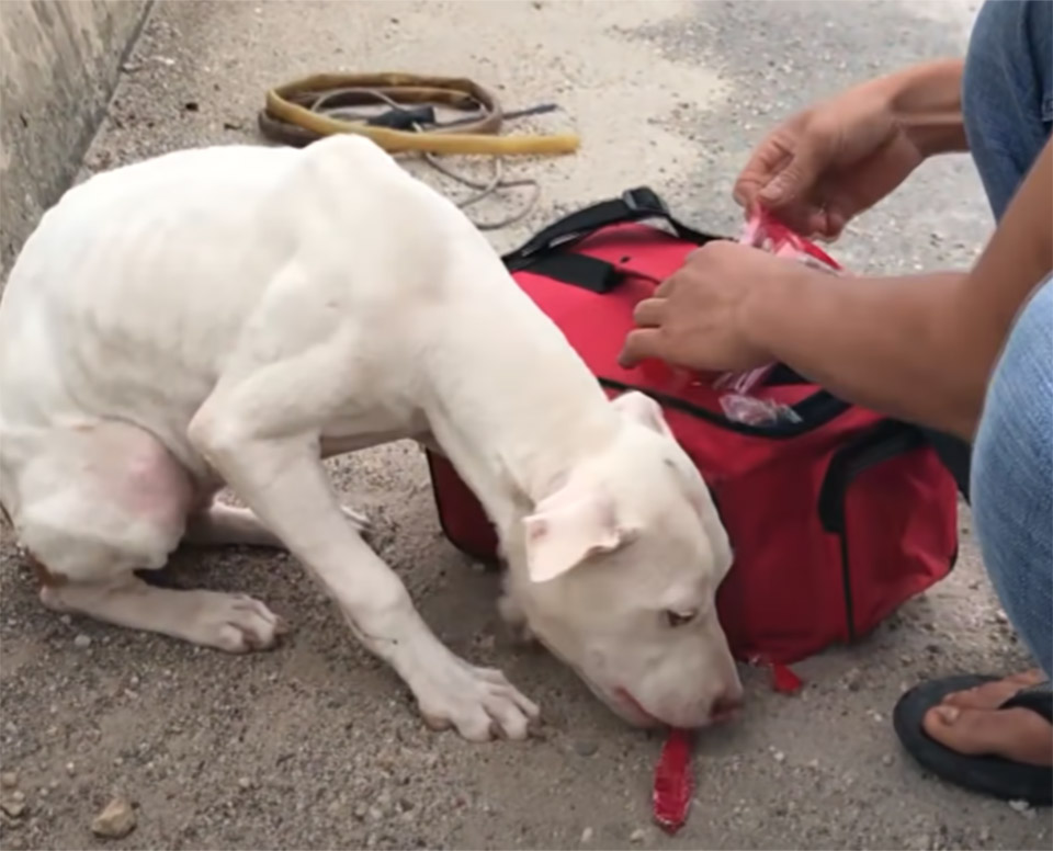chien abandonne pont route frequentee apprend aimer gens