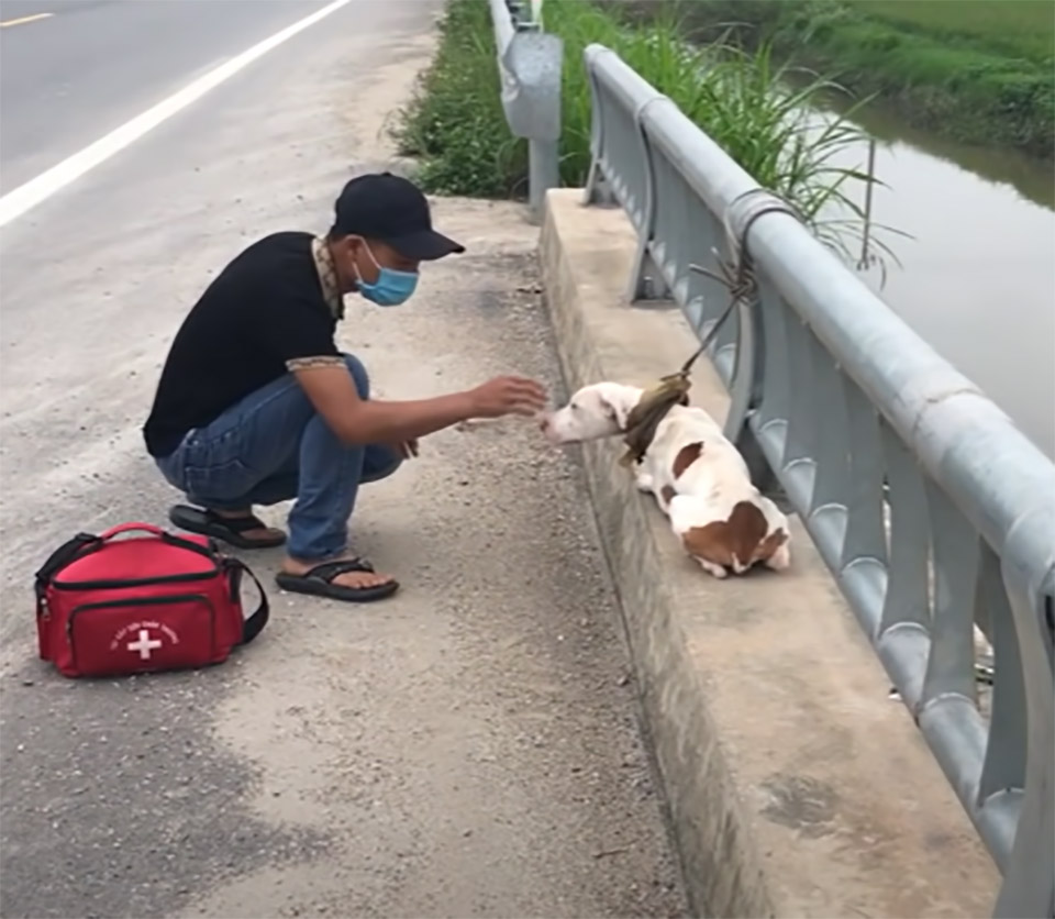chien abandonne pont route frequentee apprend aimer gens