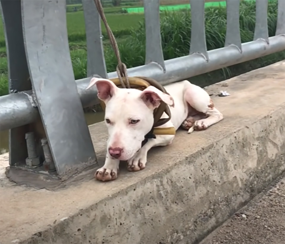chien abandonne pont route frequentee apprend aimer gens