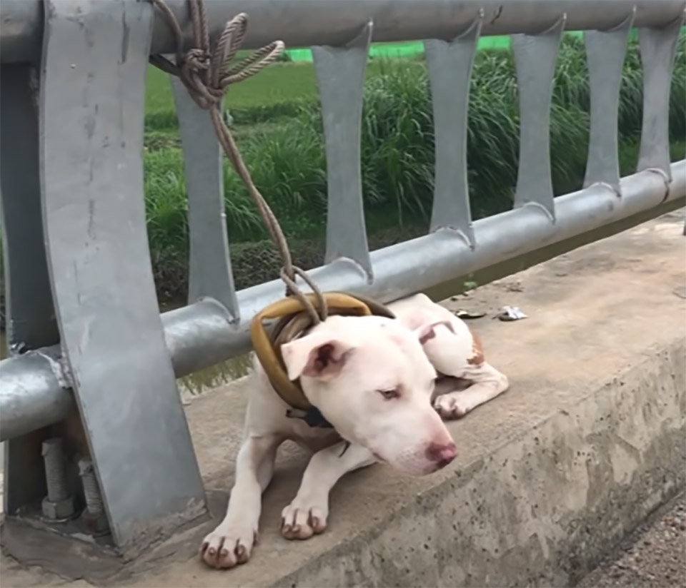 chien abandonne pont route frequentee apprend aimer gens