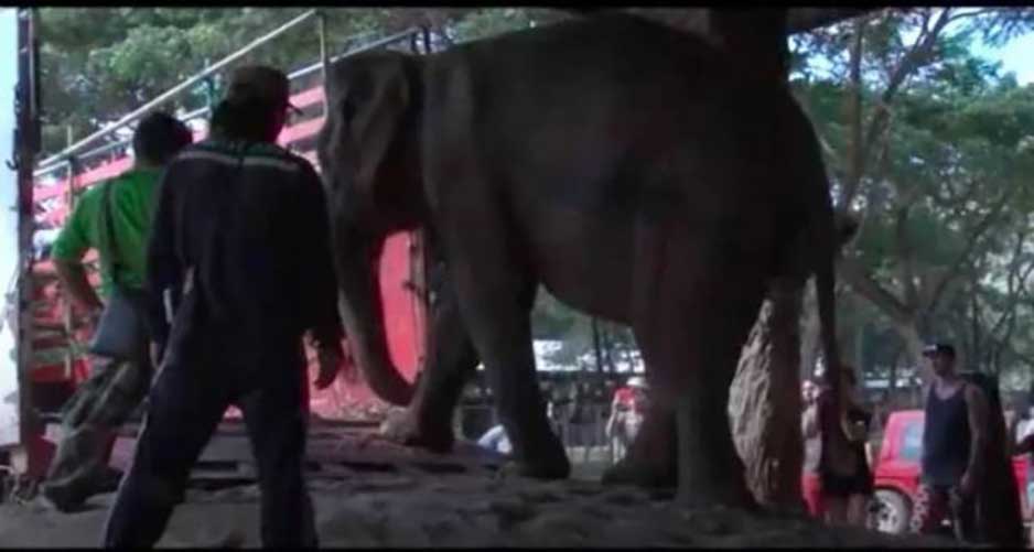 cri gratitude elephant libere apres 50 ans douleur