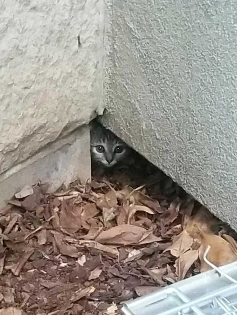 chaton se cache trou mur personne gentille vienne aide veut etre tenue