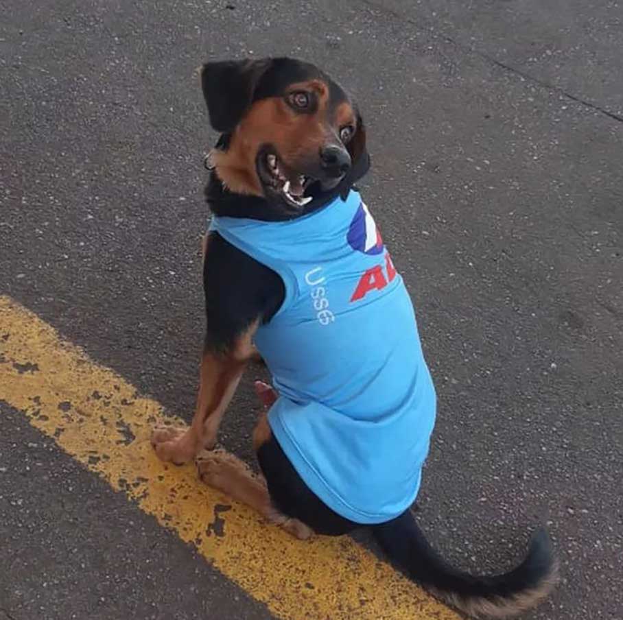 chien errant arrive blesse station service adopte devient viral