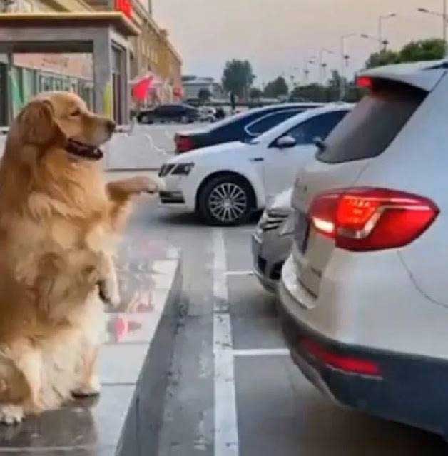 chien guide conducteurs se garer parfaitement