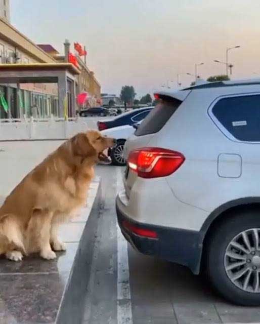 chien guide conducteurs se garer parfaitement