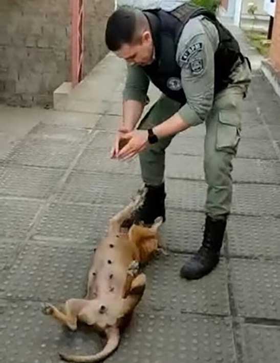policier chien vidéo virale