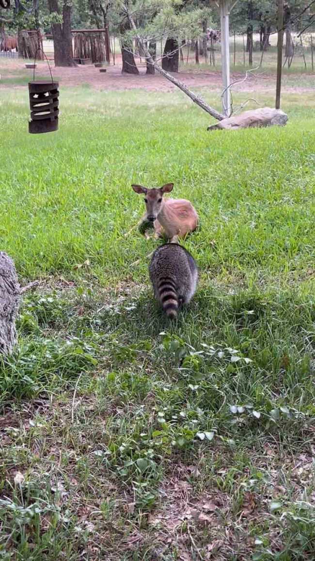 Le raton laveur forme la plus douce amitié avec un cerf