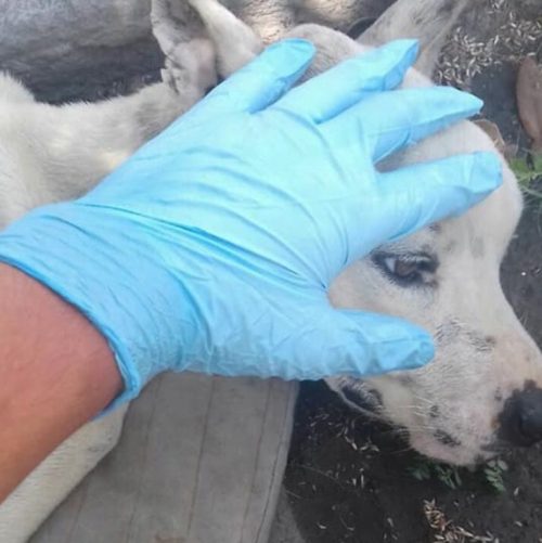 adolescent descend bus aider chien maigre personne ne voulait