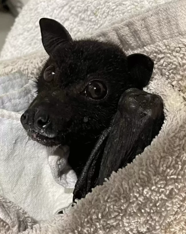 chauve-souris inquiète s'accroche trottoir bondé quelqu'un s'arrête l'aider