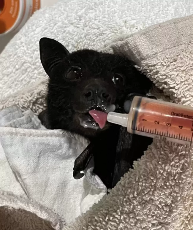 chauve-souris inquiète s'accroche trottoir bondé quelqu'un s'arrête l'aider