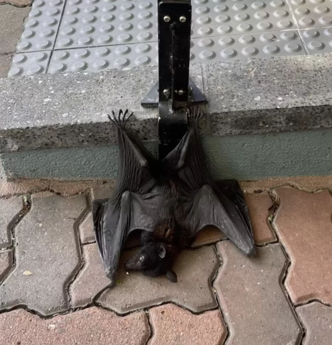 chauve-souris inquiète s'accroche trottoir bondé quelqu'un s'arrête l'aider