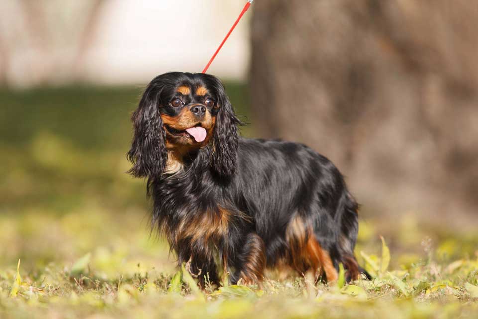 Les Caractéristiques Du Cavalier King Charles Pix Nom aupaysdesanimaux.com