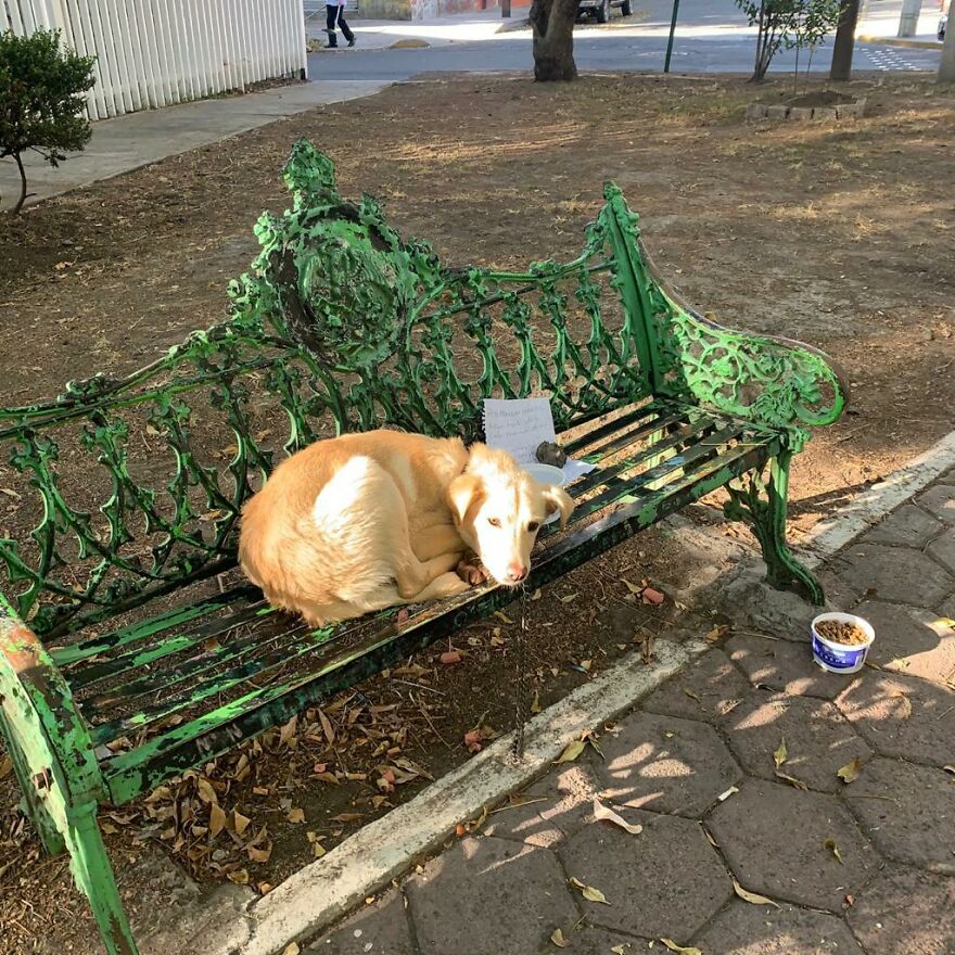 Moment tragique chien retrouvé abandonné attaché banc parc avec note déchirante enfant