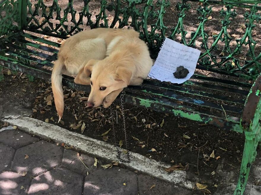 Moment tragique chien retrouvé abandonné attaché banc parc avec note déchirante enfant