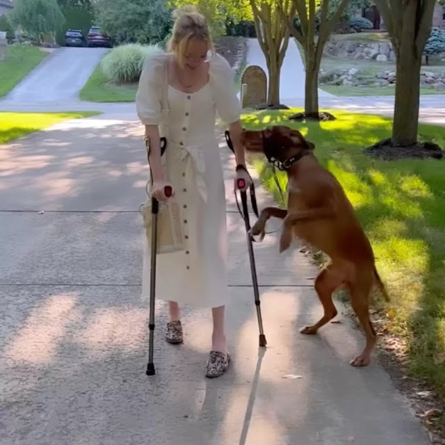 chien d'assistance saute joie voit propriétaire marcher à nouveau