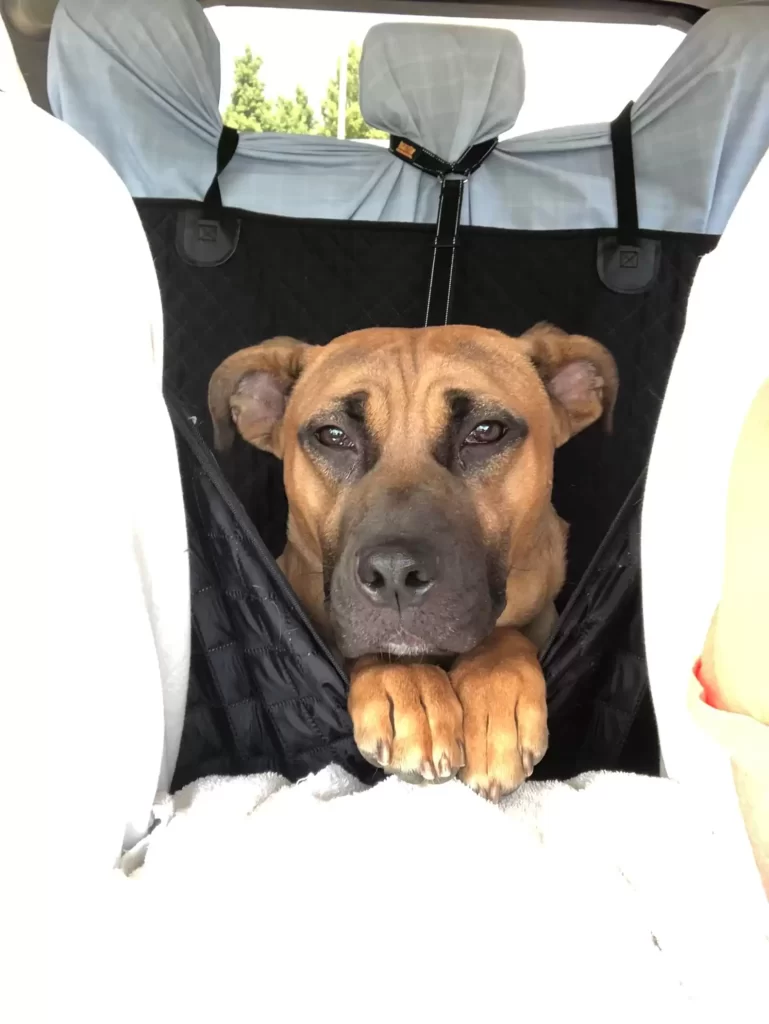 chien fidèle attend des semaines maison vide famille laissé derrière