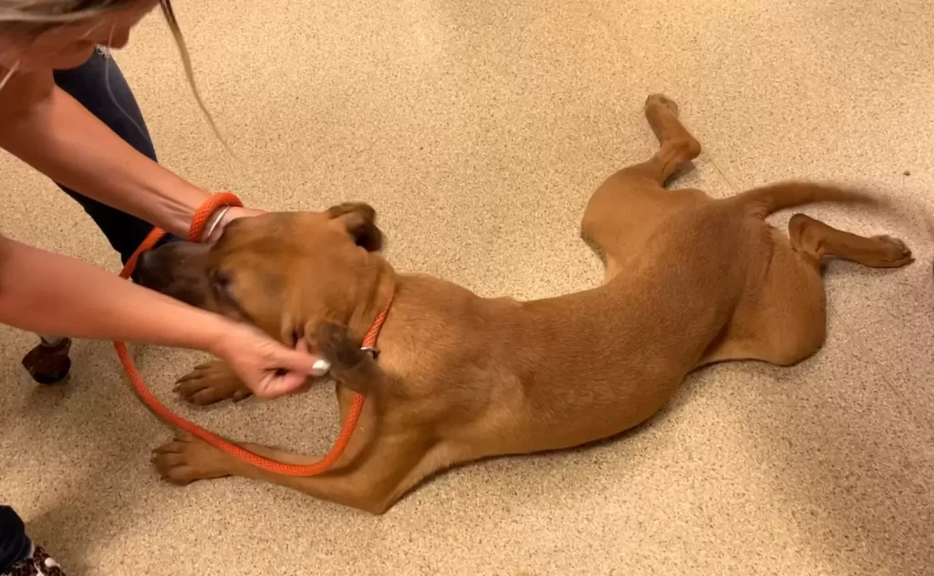 chien fidèle attend des semaines maison vide famille laissé derrière
